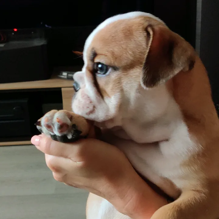 lelikbulldog