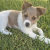 thepuppylover13