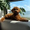 peppermytoypoodl