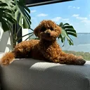 @peppermytoypoodl