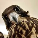 @6i__6