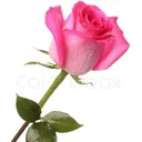 @msraman.raman