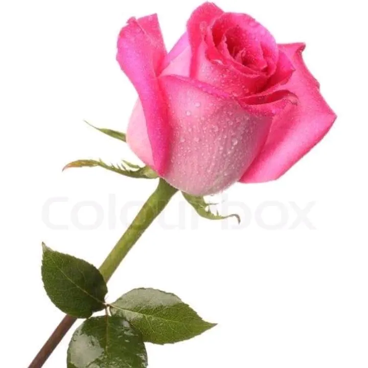 @msraman.raman