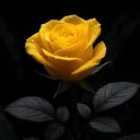 @aldanmadunyaya0
