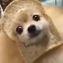 @shogozftw