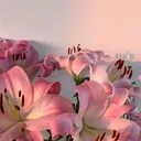 @liliummusic0