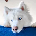 @athena.husky