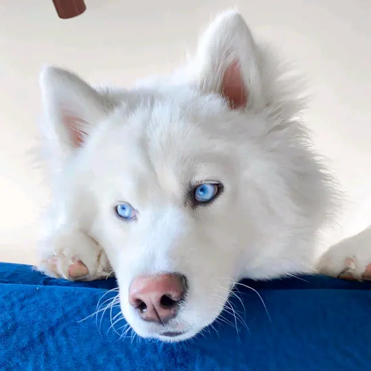 athena.husky
