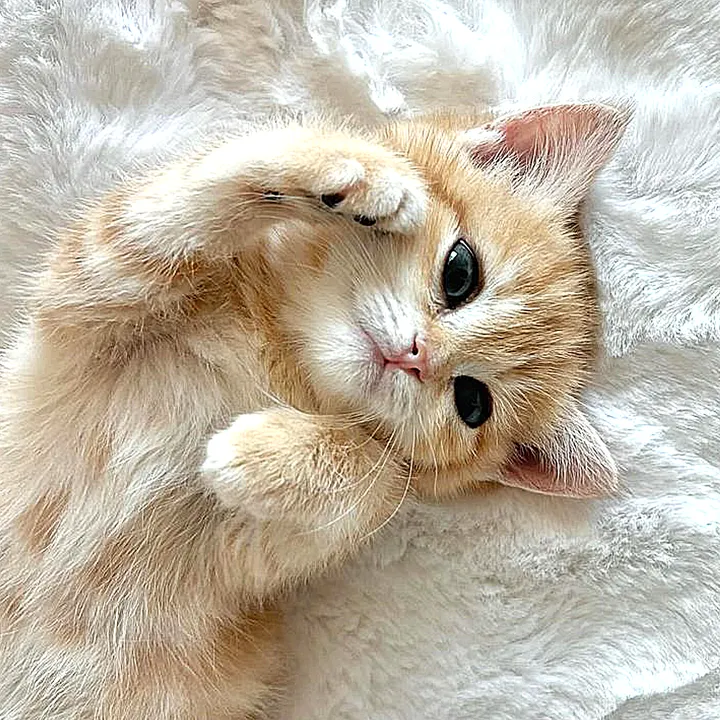 @sheinity4ever