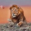 youssef.arafat87