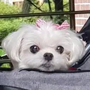 @chorongmom