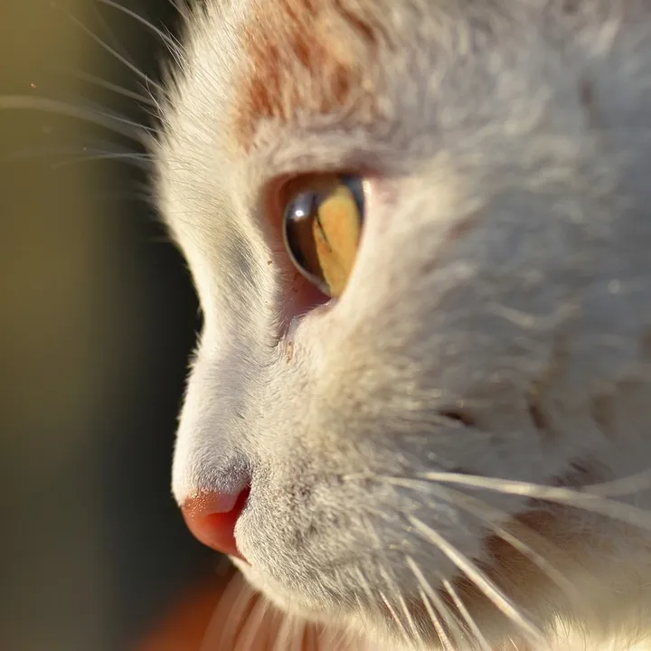 meotrang1004