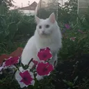 @guzel4ik42