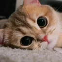 @razhuyan