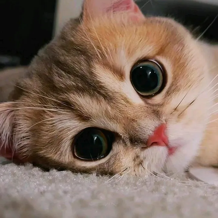 @razhuyan