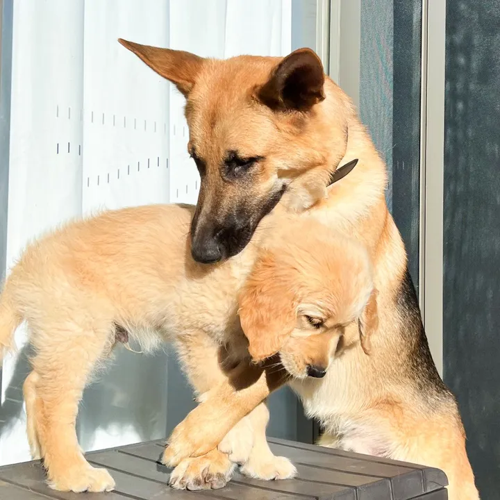 scout_and_bailey