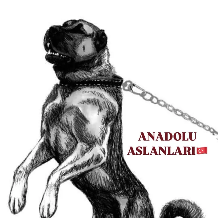 aslanlar.anadolu2904