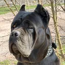 @kennel.cane.corso1
