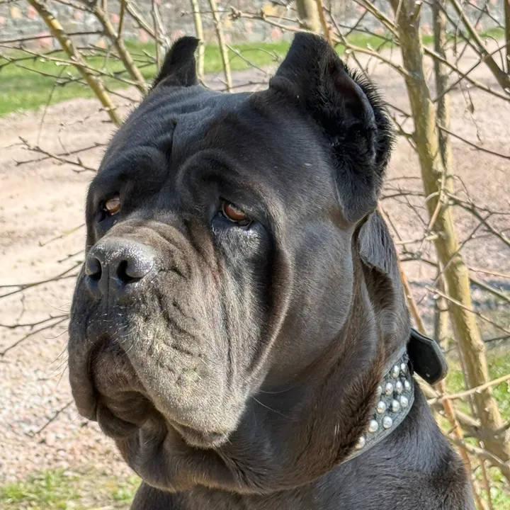 @kennel.cane.corso1