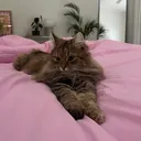 @_mochihome
