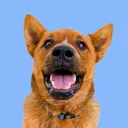 @winniethecattledog
