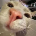 @piwwit2_