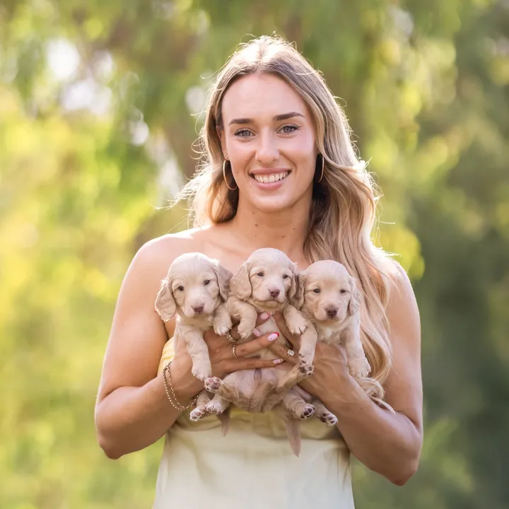 dachshund_dynasty