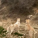 @kangal_2026