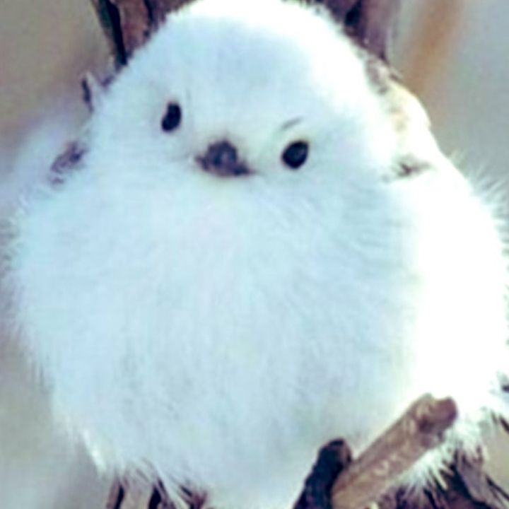 BIBI - BUMPA