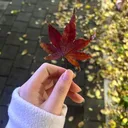 @sijdidijs