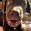 souldogtully
