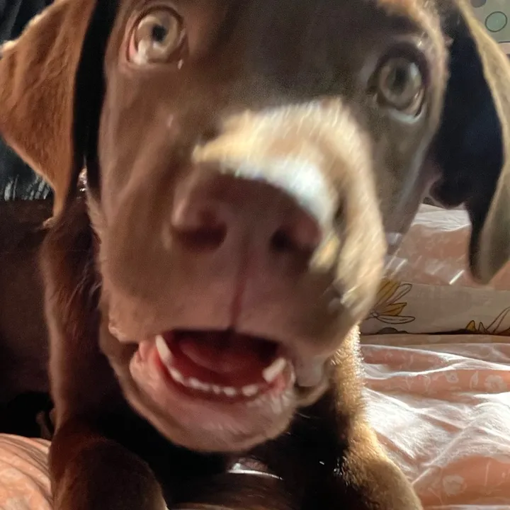 souldogtully