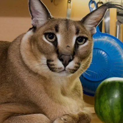 @caracalfino.oficial