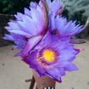@niroshasamanmali14