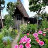 flower.rose.garden