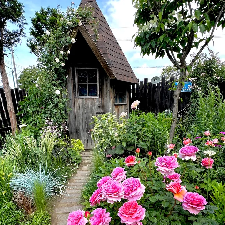 flower.rose.garden