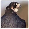 suliman_1123