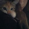 lilsk1nnybitchh__
