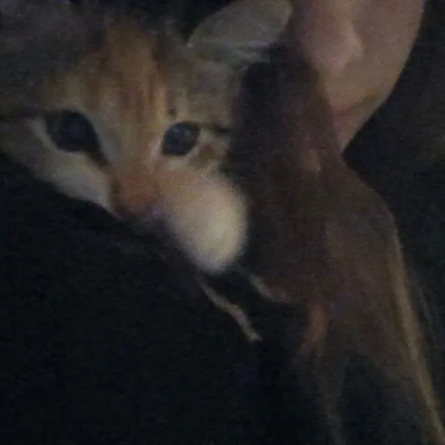 lilsk1nnybitchh__