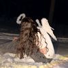 lera_kss8