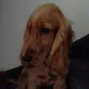 @liekevdwaarsenbur