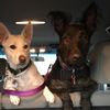 discodogs13