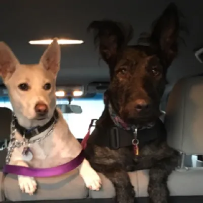 discodogs13