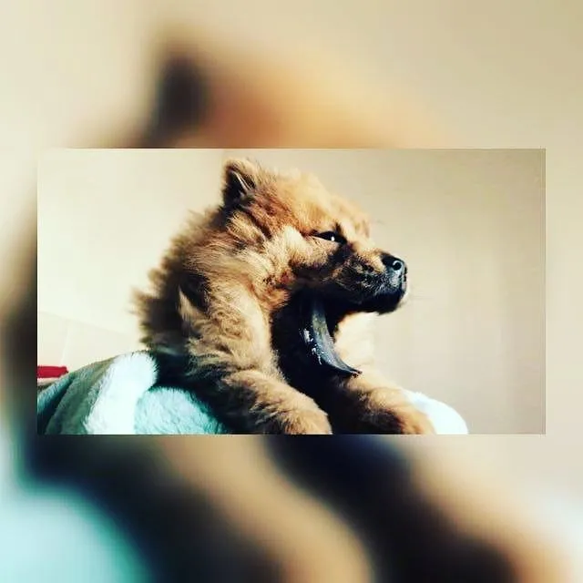 maya_nicoli