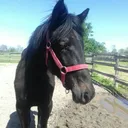 @saraminipony