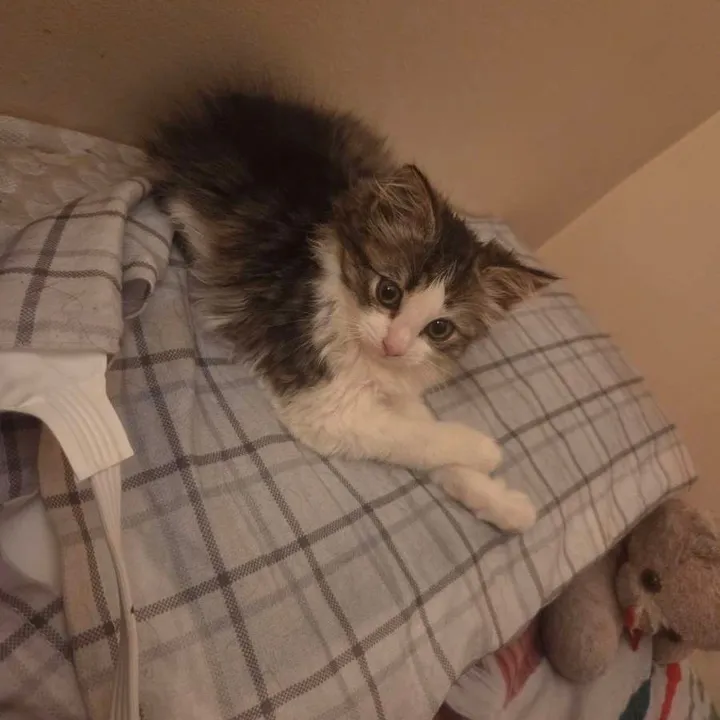 littlesweetpee