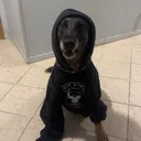 @k9.corporal