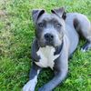 asko.amstaff