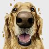 _oden_the_golden_