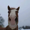 @petraundtiere